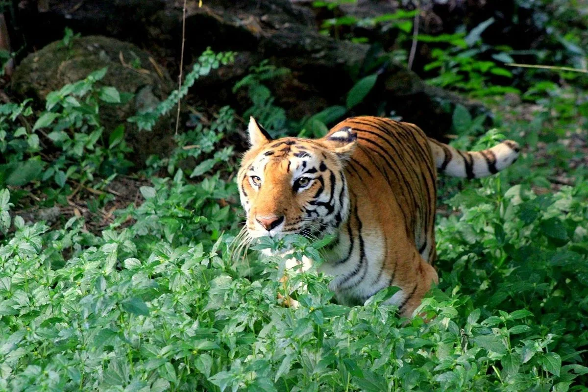 Bannerghatta National Park Bangalore Entry Fee, Timings, Entry Ticket Cost, and Price