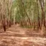 Turahalli Forest bangalore